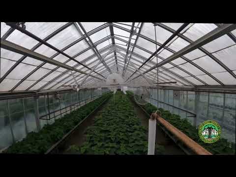 Lincoln Park Conservatory Poinsettia Timelapse 2023
