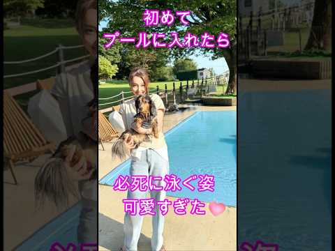 【キュン死】初めてのプールで必死に泳ぐ姿が可愛すぎた🐶 #アラフィフライフ #いぬのいる生活 #癒し動画