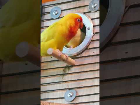 Love Birds