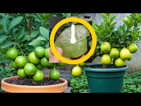 Dealing with Fungus on Lemon Tree with home remedy #garden