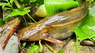 Catching Climbing Perch Fishing in rainy weather | Daily Life Fishing in Rainy Season #fishing