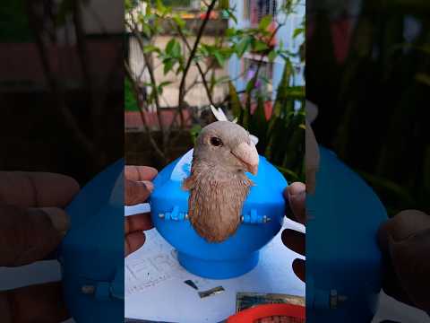 Pigeon treatment 1254 #kalapati #birds #shorts #pigeon #kabutar #pets #pigeontreatment