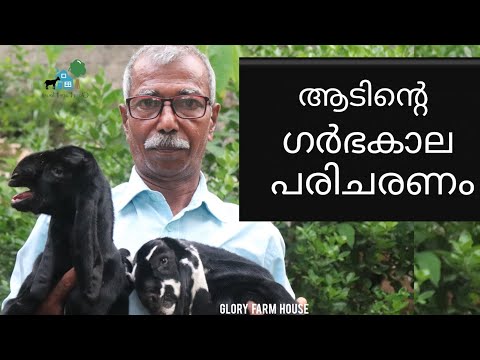 നല്ല കുട്ടിയെ കിട്ടാൻ ആടിൻ്റെ ഗർഭകാലം ശ്രദ്ധിക്കണം | Goat Farming in Kerala | Glory Farm House
