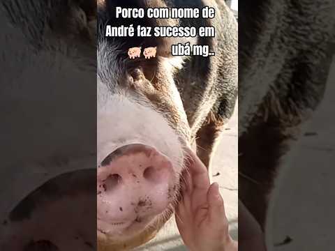 André,o porco famoso em ubá mg..#porco #ubá #minasgerais #natureza #comedia #humor #animais #bichos