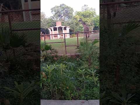#animals #giraffe #zoo #viral #funny #shortvideo