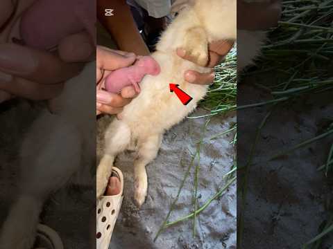 Rabbits ka bacha marna wala ha #shorts #rabbits