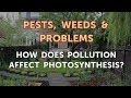 Effects of Pollution on Plants