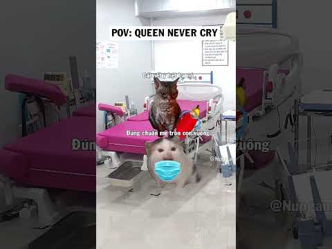 Y hệt ba nó #shorts  #funny #cat #memes