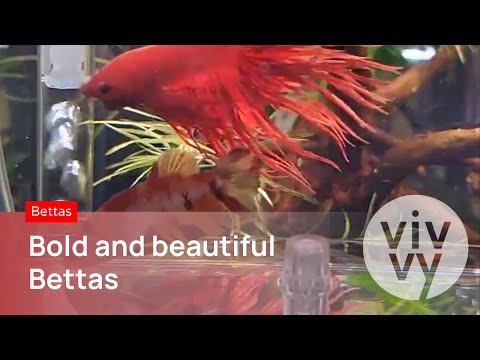 BETTAS: So many BOLD and BEAUTIFUL BETTAS Iconic bettas are aquarium superstars. With vivid colors and glorious fins, bettas have been a favor