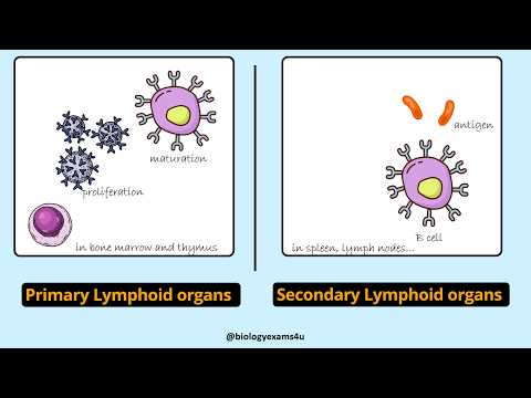 Difference between Primary and Secondary Lymphoid Organs || Immunology