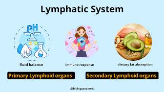 Difference between Primary and Secondary Lymphoid Organs || Immunology