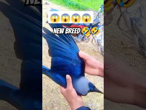 NEW BREED 🤣🤣#youtubeshort #pigeon #kabootarba #bird #bird #birdspecies #funnyvideo #comedy