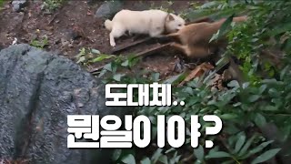 산골 아침을 뒤흔든 괴이한 소리 사건!!(조용히 좀 살고싶어요)