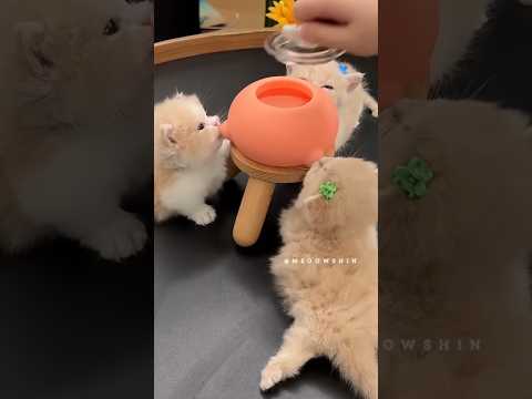 This adorable kitten just captured my heart 💫🐱