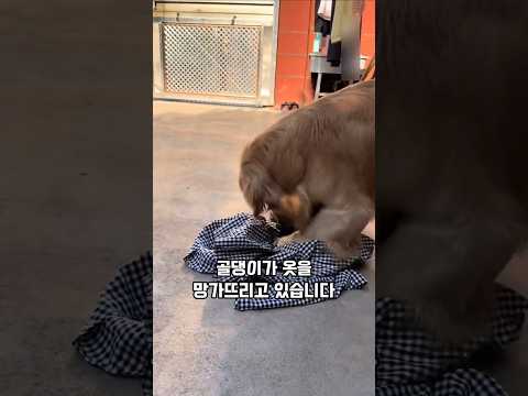 여자 옷 망가뜨리던 골댕이의 놀라운 반전 #반려견 #반전