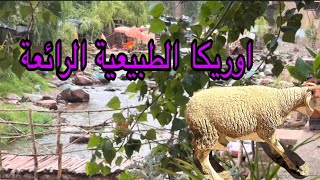 أ جي تشوفواأجمل لحضات عيد الاضحى في أوريكا وسط أوريكا والطبيعة الرائعة 🥰🕊️