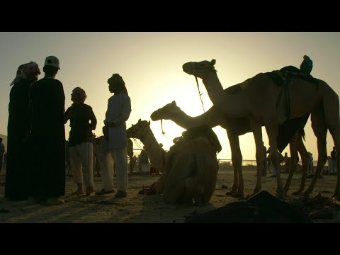 Camels with robot jockeys race in Jordan's Wadi Rum desert | AFP