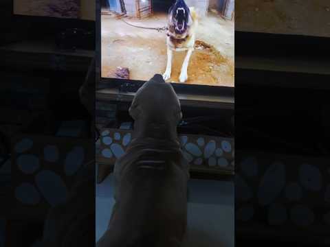 KANGAL VS AMERİCANBULLY ŞİMDİ KANGALCILAR DÜŞÜNSÜN 🤣🤣