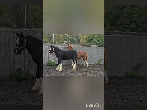 5yr old Boris takin 5 mnth Bonnie under his wing #horse #welshpony #equestrian #blessed #shirehorse