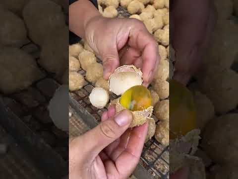#food #fruit #videoshort #cooking #eggs #satisfying #trunglon #streetfood #funny #delicious