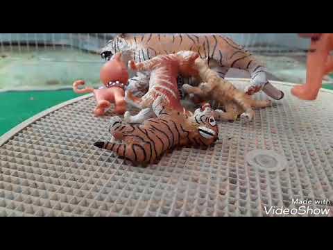Panther Pride《EP1》~ A Toy Big Cat Series ~