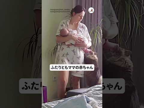 猫の動画サムネイル - ふたりともママの赤ちゃん｜PECO