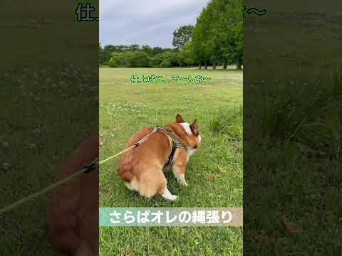【コーギー】さらばオレの繩張り #コーギー #corgi #shorts VOICEVOX:ちび式じい、あんこもん、青山龍星