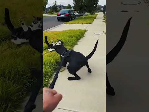 Cats VS Dogs  #cat #funny #funnyanimals #cutespets #pets #funnypets #dog