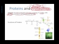 Proteins and Their Functions