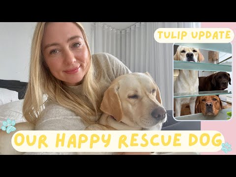Our Rescue Dog Tulip: Part 2: LIFE UPDATE! || SugarMamma.TV
