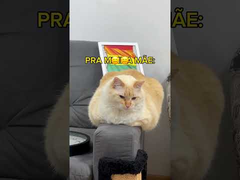AQUI VAI UM POEMA #gatosengraçados #humor