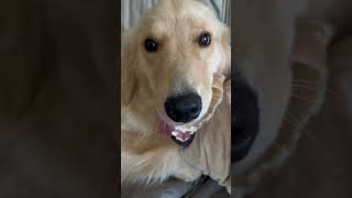 【日常】ダラダラと硬いものを噛みながら、リラックスしてるゴールデンレトリバーのアカリちゃんの様子#goldenretreiver #ゴールデ
