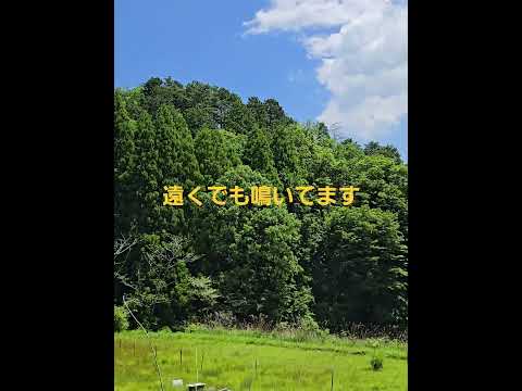 犬の動画サムネイル - ゴールデンレトリバーと散歩で6月5日に聞こえる春蝉の声。 #ゴールデンレトリバー #goldenretriever #春蝉 #豊能郡豊能町 #豊能町切畑 #切畑 #里山