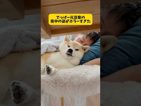 柴犬の間夜中の行動に驚愕しました…😨#柴犬#short #おもしろ