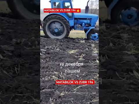 👍 FARMING #chorva#tiktok#instagram#farm#farming#cow#bulls#bull#ferma#buqa#buqaboqish#sigir#bullet#1m