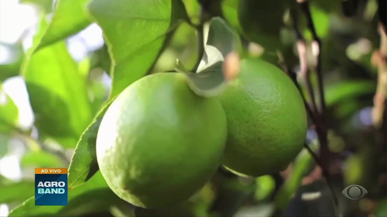 Giro Brasil: exportações do limão aumentam e café sofre queda com tarifaço