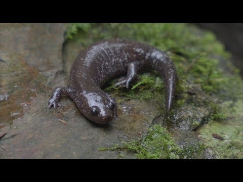 【冰河記憶】跟著溫度搬家│山椒魚記事 (我們的島 第913集 2017-07-03) - YouTube(17分20秒)