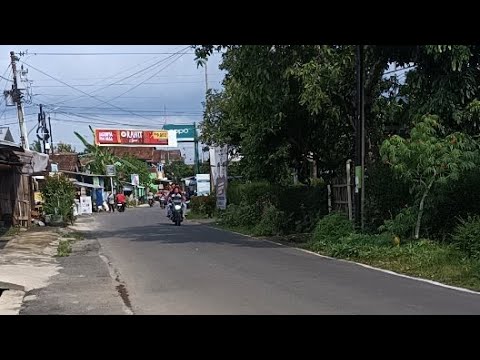 Cek perkebunan durian duri hitam lagi berbunga