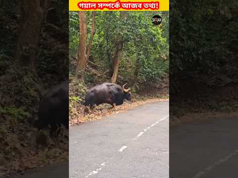 গয়ালের দুধ দহন করা যায় না কেন?😱😱#shorts