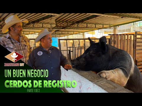 CRIANZA DE CERDOS de registro 1/2
