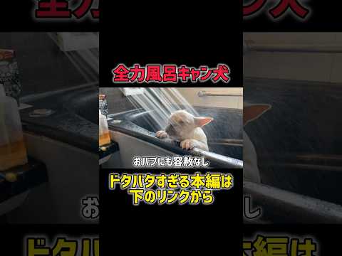 絶対に入りたくない犬 vs 飼い主#フレブルライフ#フレンチブルの日常#犬のお風呂チャレンジ#おもしろ犬動画#わんこの時間#癒しわんこ#犬と暮らす幸せ#笑顔になる動画#犬のリアクション#ショートで癒し