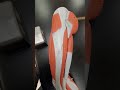 Muscle Anatomy and Functions
