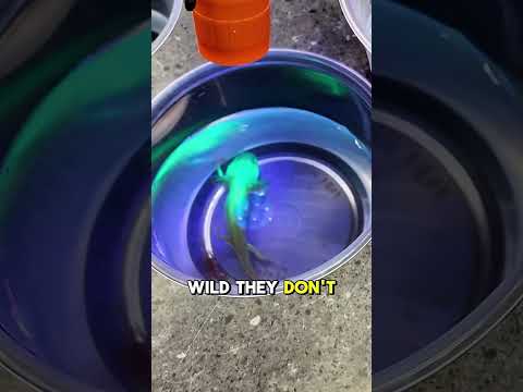 What is this and why does it glow?