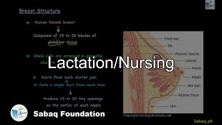 Lactation/Nursing
