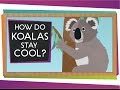 Koalas' Cooling Methods and Adaptations