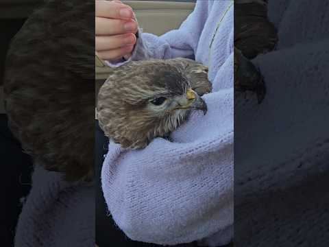 Cea mai.mare pasare pe care am văzut-o si seamănă cu un vultur