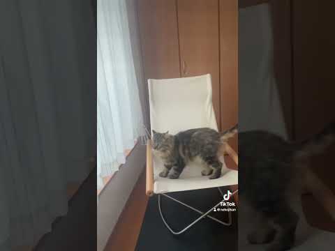 ニーチェアで遊ぶスコティッシュフォールド #ニーチェア #nychaire #shorts