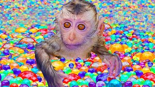 Bin Bon duck Monkey Baby Kittens Puppy Goes Koi Cat And swims Rabbits Animals Eats Egg Muckbang Asmr