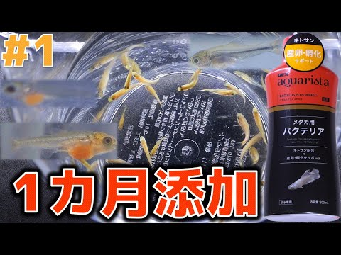 【週間記録】GEXのGaバチルスプラス メダカ用を毎日使って親不明の珍カラ稚魚を1カ月間飼育してみた【ふぶきテトラ】