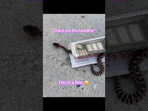 Rattlesnake In the News 🗞️ 🐍 🗞️ #snake #animals #california #wildlife #fypシ